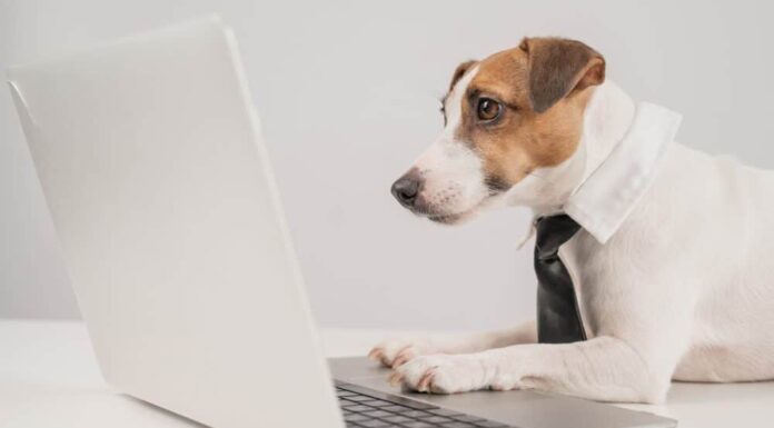 Weekly Roundup: Funny Dog Posts From Last Week (Oct 14)