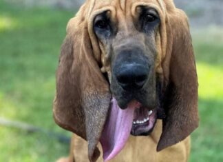 Police Dog Who Helped Track A Child Taken At Knifepoint Wins The 2024 American Humane Hero Dog Award