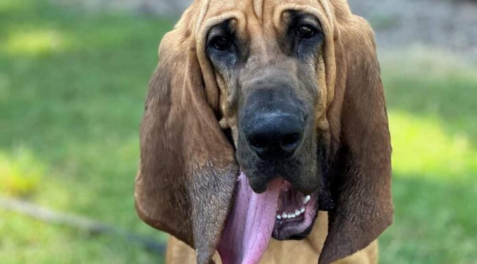 Police Dog Who Helped Track A Child Taken At Knifepoint Wins The 2024 American Humane Hero Dog Award