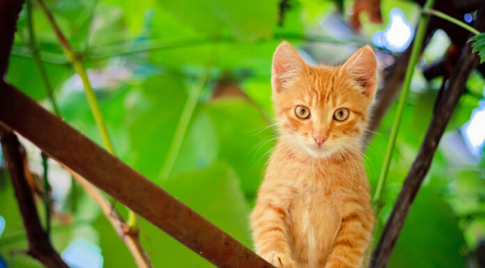 When to Transition Your Baby to Solid Adult Foods Kitten on branch