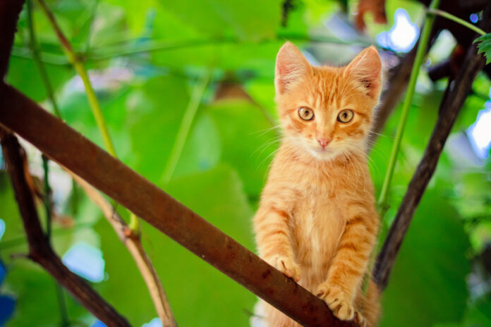 Kitten on branch
