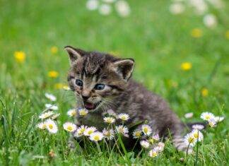 How Your Kitten’s Diet Affects Her Adult Health