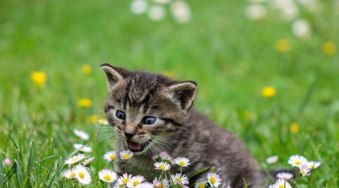 How Your Kitten’s Diet Affects Her Adult Health