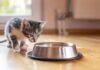 Essential Guide to Feeding Kittens: Tips on Portions and Frequency