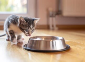 Essential Guide to Feeding Kittens: Tips on Portions and Frequency