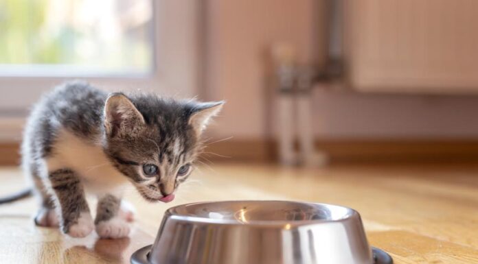 Essential Guide to Feeding Kittens: Tips on Portions and Frequency
