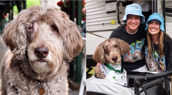 DJ Kygo Invites Namesake Dog with Terminal Cancer To A Music Festival VIP Experience