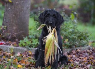 Essential Fatty Acids and Inflammation: What You Need to Know