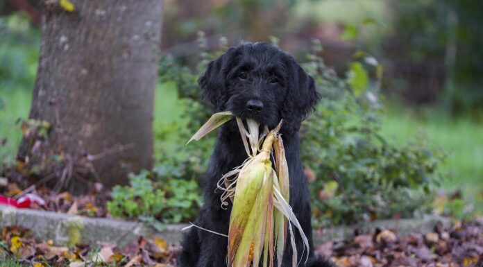 Essential Fatty Acids and Inflammation: What You Need to Know