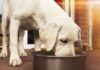 Discover the Benefits of Natural Dog Food Ingredients