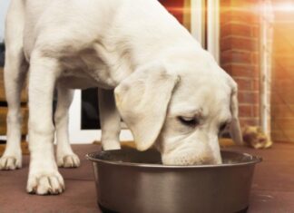 Discover the Benefits of Natural Dog Food Ingredients