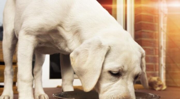 Discover the Benefits of Natural Dog Food Ingredients