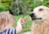 What To Do If Your Dog Is Afraid Of Meeting New People
