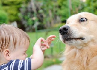 What To Do If Your Dog Is Afraid Of Meeting New People