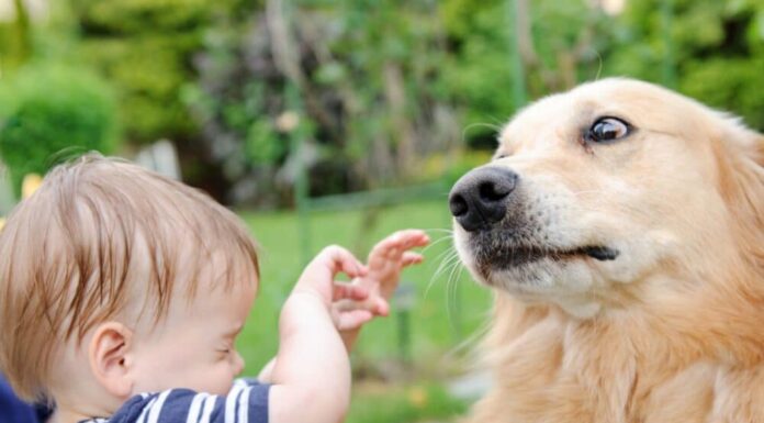 What To Do If Your Dog Is Afraid Of Meeting New People