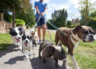 Study Shows That Dogs Can Help Lower Crime Rates In Neighborhoods