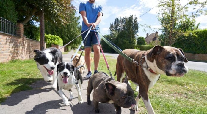 Study Shows That Dogs Can Help Lower Crime Rates In Neighborhoods