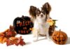 Are Halloween Costumes Safe For Dogs?