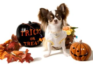 Are Halloween Costumes Safe For Dogs?