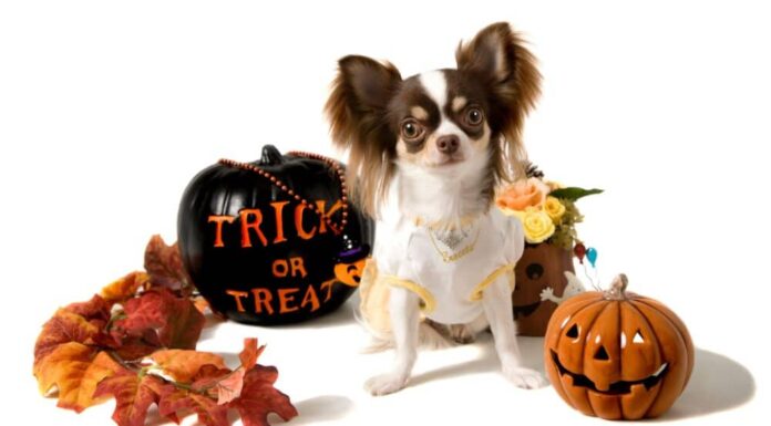 Are Halloween Costumes Safe For Dogs?