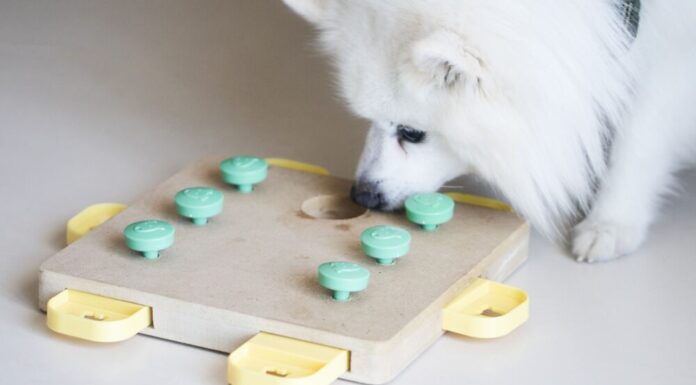 3 Fun Games To Play For Scent Training With Your Dog