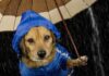 How To Prepare A Dog Disaster Emergency Kit