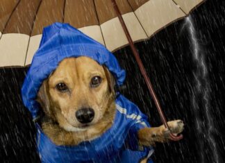 How To Prepare A Dog Disaster Emergency Kit
