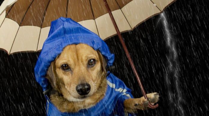 How To Prepare A Dog Disaster Emergency Kit