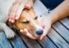 Love Petting Your Dog? New Study Says It Boosts Brain Activity