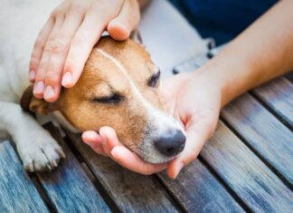 Love Petting Your Dog? New Study Says It Boosts Brain Activity