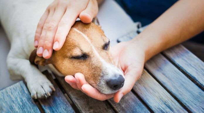 Love Petting Your Dog? New Study Says It Boosts Brain Activity