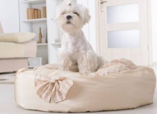 Why Are Donut Beds A Popular Choice For Dogs?