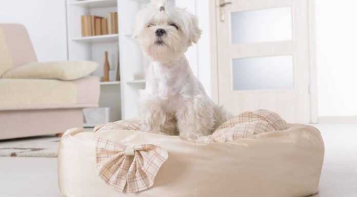 Why Are Donut Beds A Popular Choice For Dogs?