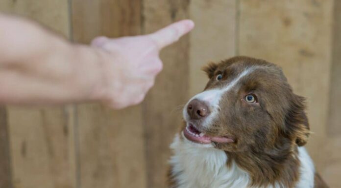 The Best Parenting Style For Your Dog, According to Study