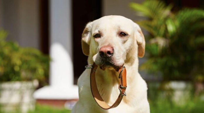 How Tight Should Dog Collars Be?