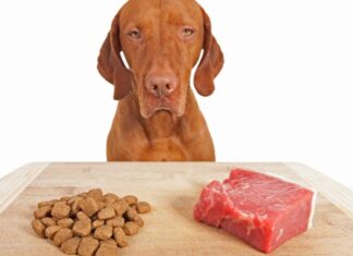 Did You Know That Wet Food Is Seven Times Worse For Climate Than Dry Food?