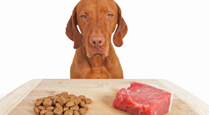 Did You Know That Wet Food Is Seven Times Worse For Climate Than Dry Food?