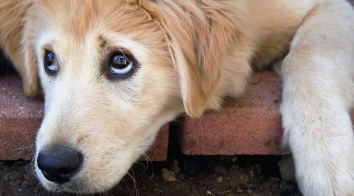 What Is A Dog Whale Eye?