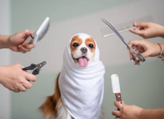 How Dirty Is Your Dog Before And After Professional Grooming?