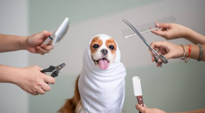 How Dirty Is Your Dog Before And After Professional Grooming?