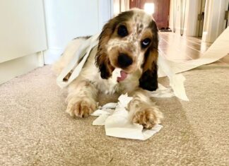 What is “Puppy Witching Hour”?