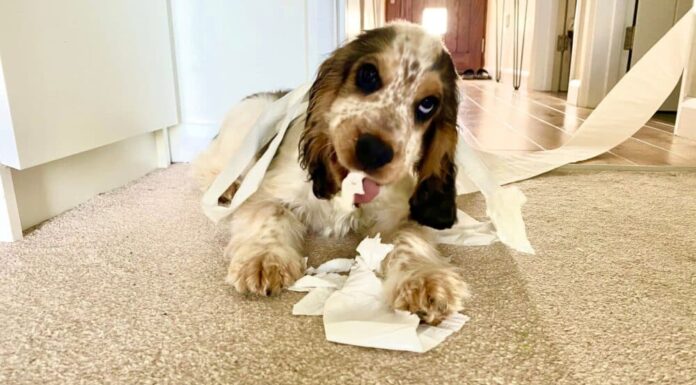 What is “Puppy Witching Hour”?