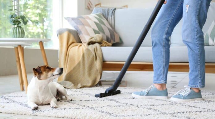 Why Are Dogs Scared Of Vacuums?
