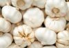 How Poisonous is Garlic for Dogs?