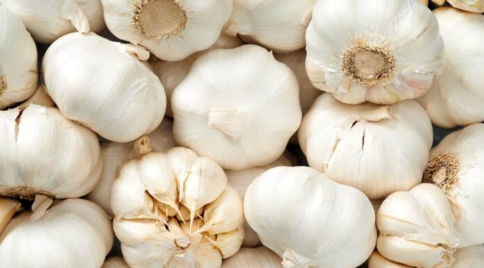 How Poisonous is Garlic for Dogs?