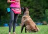 Dog Boot Camps: Pros and Cons