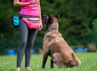 Dog Boot Camps: Pros and Cons