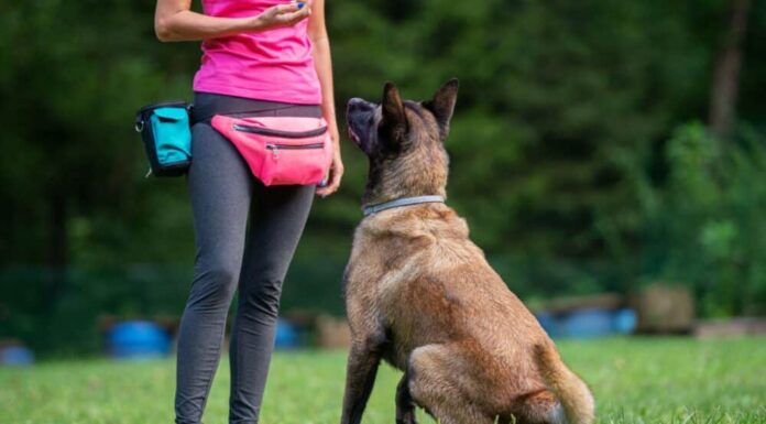 Dog Boot Camps: Pros and Cons
