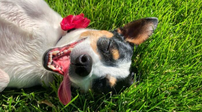 Teaching Your Dog The Play Dead Trick