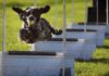 Anxious Dogs Could Benefit From Sports, Study Says